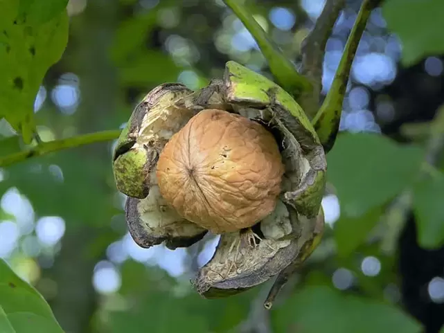 walnut for strength